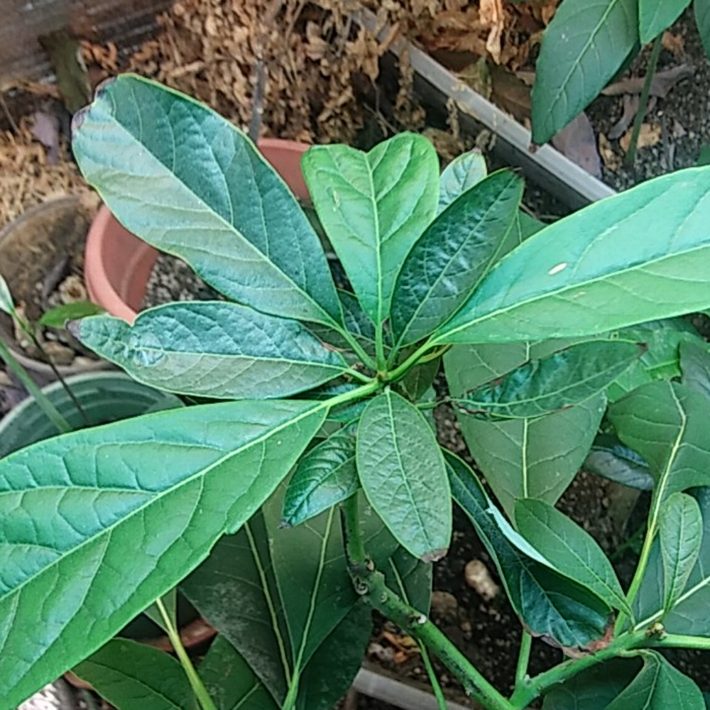 Avocado - Picture 10 of 10